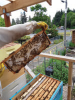 frame of honey bees