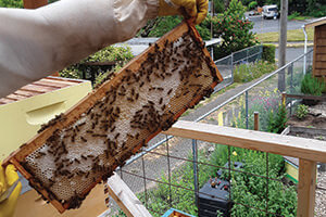 frame of honey bees