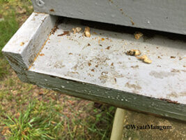hive beetles