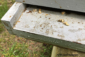 hive beetles