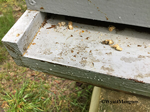 hive beetles