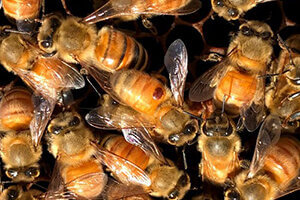 honey bees and varroa