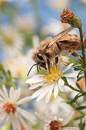 honey bee pollen