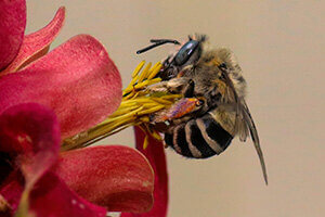 bee on flower