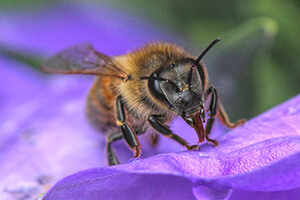americanbeejournal.com