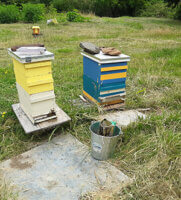 honey bee hives