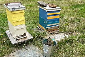 honey bee hives