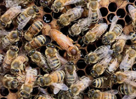 queen honey bee