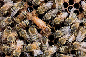 queen honey bee