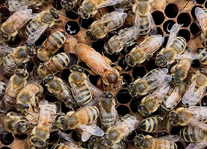 queen honey bee