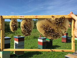 honey bee comb