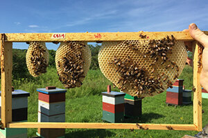 honey bee comb