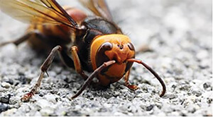asian giant hornet