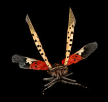 Spotted Lanternfly