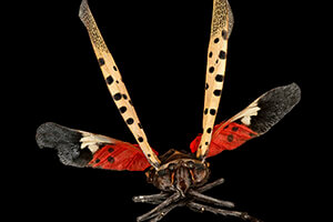 Spotted Lanternfly