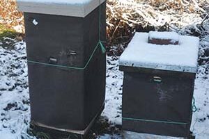 Wintering Bee Hives
