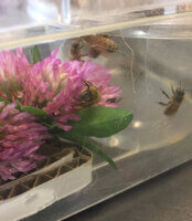 virus contaminated flowers
