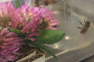 virus contaminated flowers