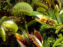 Venus Flytrap