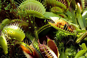 Venus Flytrap