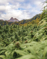 cannabis and honey bees