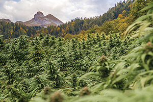 cannabis and honey bees