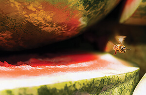 watermelon and bees