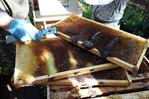 beekeeping bee hive