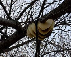 Bee Colony In tree