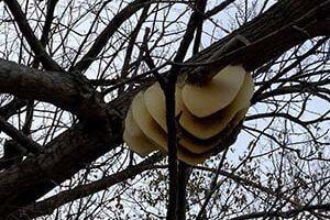 Bee Colony In tree