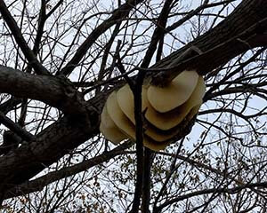 Bee Colony In tree
