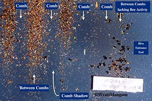 Mice in hives