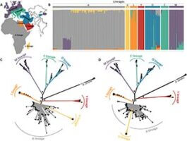 Evolution of Western Honey Bees