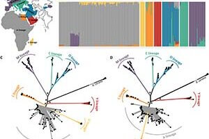 Evolution of Western Honey Bees