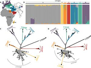 Evolution of Western Honey Bees