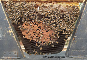Honey bee Brood