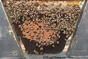 Honey bee Brood