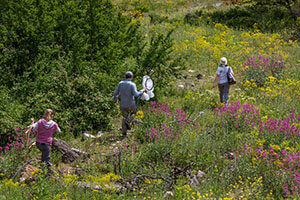 native bees vs honey bees