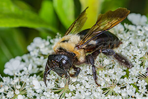 Eastern Carpenter Bee