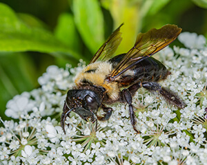 Eastern Carpenter Bee