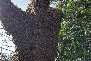 Honey Bee Swarm