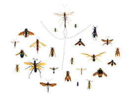 insects