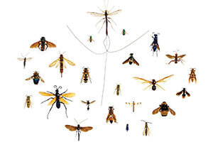 insects