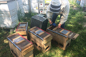 beekeeper tending hives