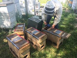 beekeeper tending hives