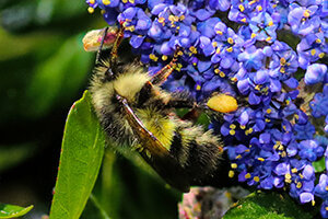 honey bee on flower