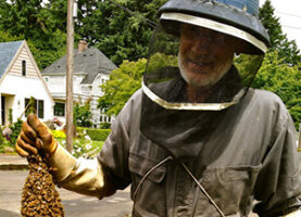 honey bee swarm