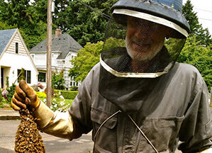 honey bee swarm
