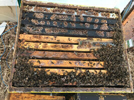 beehive deadout