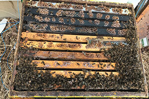 beehive deadout